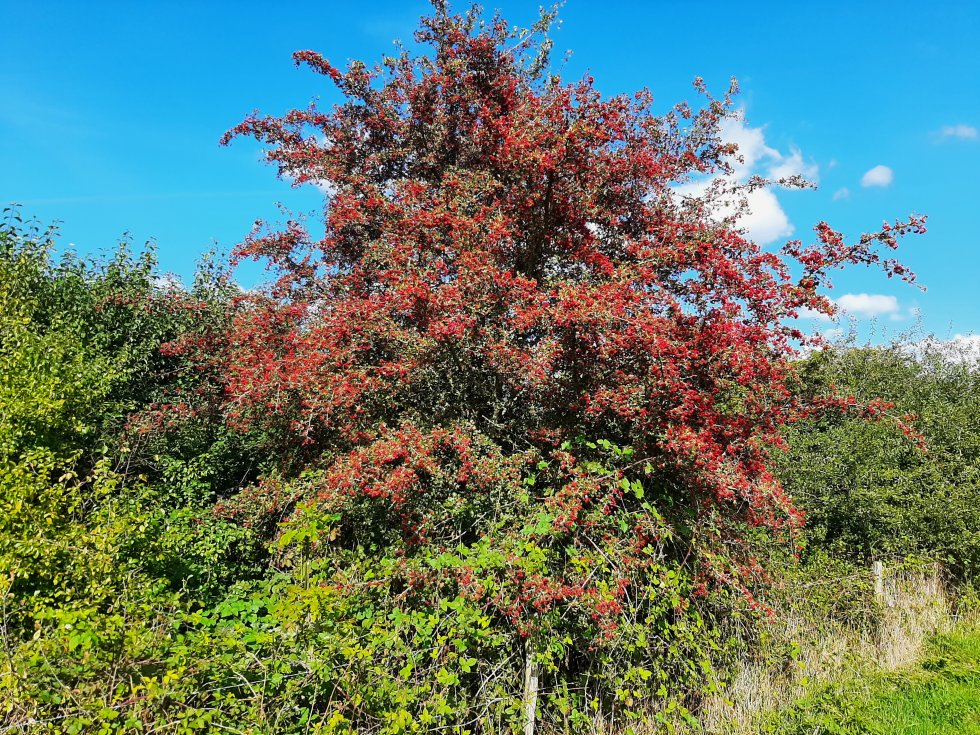 Lezing Floralore door Geertje Janssen